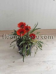 GAZANIA RIGENS(Gazanya) BİTKİSİ - 2