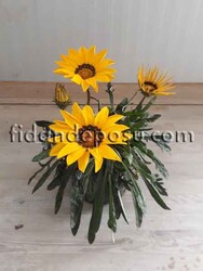 GAZANIA RIGENS(Gazanya) BİTKİSİ - 3