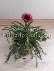 GAZANIA RIGENS(Gazanya) BİTKİSİ - 4