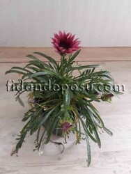 GAZANIA RIGENS(Gazanya) BİTKİSİ - Thumbnail