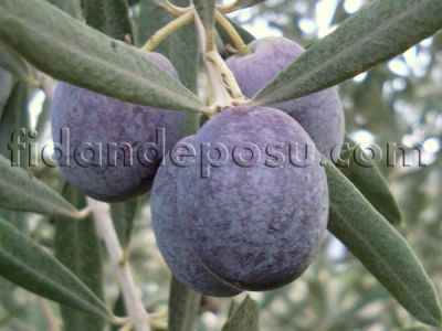 GEMLİK (TRİLYE) ZEYTİN FİDANI - 