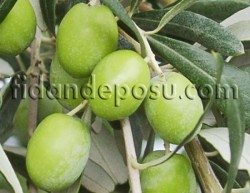 GEMLİK (TRİLYE) ZEYTİN FİDANI - 2