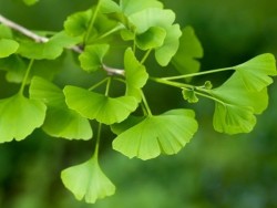 GINKGO BILOBA (Mabet ağacı) FİDANI - Thumbnail