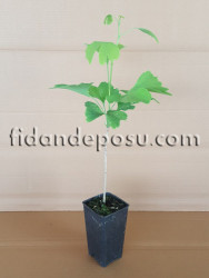 GINKGO BILOBA (Mabet ağacı) FİDANI - 2