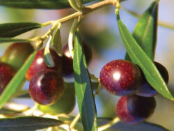 GİRİT ZEYTİN FİDANI - 