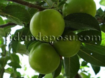 GÖLCÜK (AĞUSTOS) PAPAZI ERİK FİDANI - 