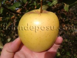 GOLDEN DELİCİOUS ELMA FİDANI - 1
