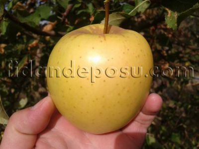 GOLDEN DELİCİOUS ELMA FİDANI - 