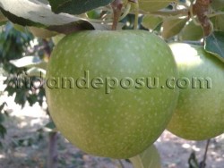 GRANNY SMİTH ELMA FİDANI - 1