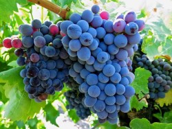 GRENACHE ASMA FİDANI - 1