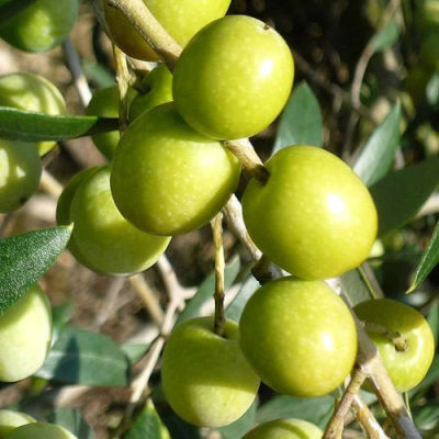 HALHALI ZEYTİN FİDANI - 