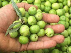HALHALI ZEYTİN FİDANI - 2