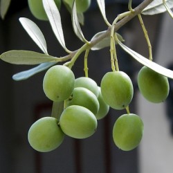HALHALI ZEYTİN FİDANI - 3