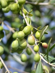 HAŞEBİ ZEYTİN FİDANI - 1