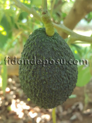 HASS AVOKADO FİDANI - 