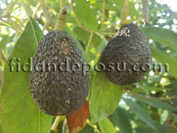 HASS AVOKADO FİDANI - 2