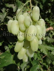 HATUN PARMAĞI ASMA FİDANI - 1
