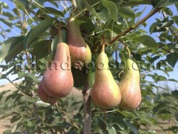 HAZİRAN GÜZELİ ARMUT FİDANI - 