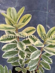 HEBE SPECİOSA'VARİEGATA' (Alacalı mor çiçekli yavşan otu) BİTKİSİ - 1