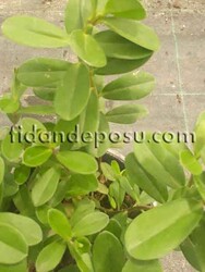 HEBE VERONİCA ( Yavşan otu) BİTKİSİ - 1