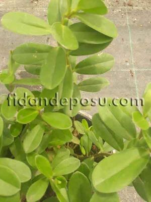 HEBE VERONİCA ( Yavşan otu) BİTKİSİ - 