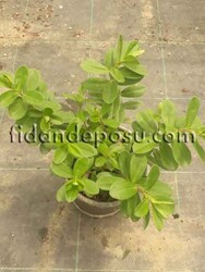 HEBE VERONİCA ( Yavşan otu) BİTKİSİ - 2