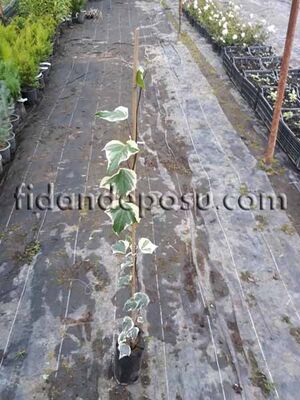 HEDERA CANARIENSIS GLOIRE DE MARENGO (Beyaz alacalı kaya sarmaşığı) BİTKİSİ - 