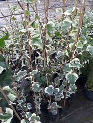 HEDERA CANARIENSIS GLOIRE DE MARENGO (Beyaz alacalı kaya sarmaşığı) BİTKİSİ - 2