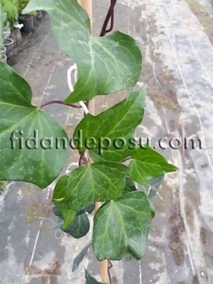 HEDERA CANARIENSIS (İri yapraklı yeşil kaya sarmaşığı) BİTKİSİ - 