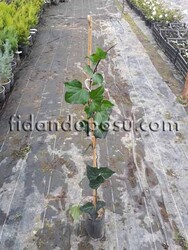 HEDERA CANARIENSIS (İri yapraklı yeşil kaya sarmaşığı) BİTKİSİ - Thumbnail