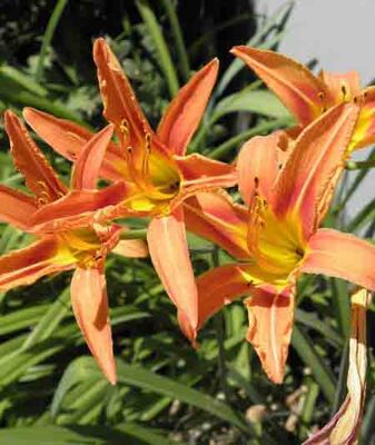 HEMEROCALLIS FULVA (Turuncu gün güzeli) BİTKİSİ - 