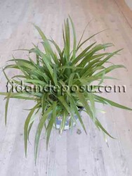 HEMEROCALLIS FULVA (Turuncu gün güzeli) BİTKİSİ - 2