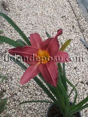 HEMEROCALLIS x HYBRIDA (Gün güzeli) BİTKİSİ - 