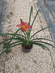 HEMEROCALLIS x HYBRIDA (Gün güzeli) BİTKİSİ - Thumbnail