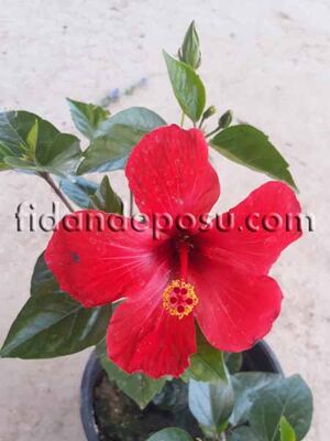 HIBISCUS ROSA SİNENSİS (Japon gülü) BİTKİSİ - 