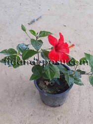 HIBISCUS ROSA SİNENSİS (Japon gülü) BİTKİSİ - 2