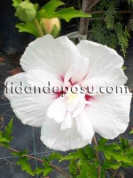 HIBISCUS SYRIACUS CHINA CHIFFON( Hatmi) BİTKİSİ - 1