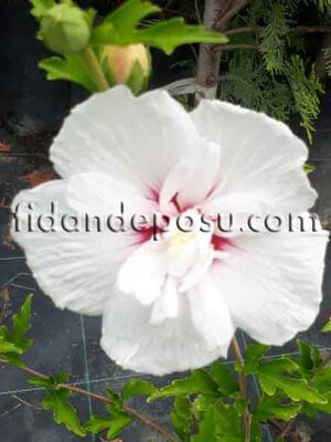 HIBISCUS SYRIACUS CHINA CHIFFON( Hatmi) BİTKİSİ - 