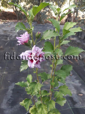 HIBISCUS SYRIACUS LAVENDER CHIFFON(Mor çiçekli Hatmi) BİTKİSİ - 