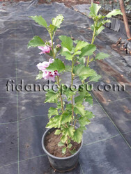 HIBISCUS SYRIACUS LAVENDER CHIFFON(Mor çiçekli Hatmi) BİTKİSİ - Thumbnail