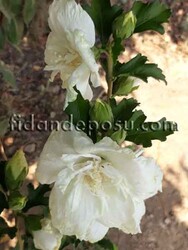  - HIBISCUS SYRIACUS WHITE CHIFFON(Beyaz çiçekli Hatmi) BİTKİSİ