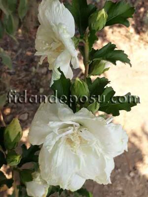 HIBISCUS SYRIACUS WHITE CHIFFON(Beyaz çiçekli Hatmi) BİTKİSİ - 