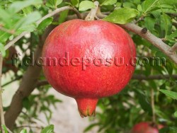 HİCAZ NAR FİDANI - 