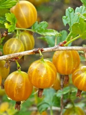 HİNNONMAKİ YELLOW SARI BEKTAŞİ ÜZÜMÜ FİDANI - 
