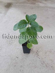 HİNT GİNSENGİ FİDANI - 1