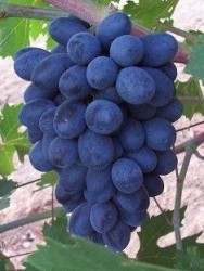 HOROZ (ANTEP) KARASI ASMA FİDANI - 