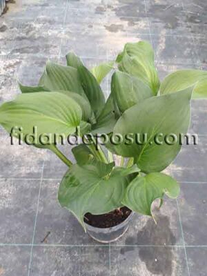 HOSTA x HYBRİDA (Ağustos Zambağı) BİTKİSİ - 