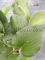 HOSTA x HYBRİDA (Ağustos Zambağı) BİTKİSİ - 2