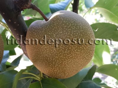 HOSUİ ASYA ARMUT (NASHİ) FİDANI - 