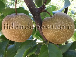 HOSUİ ASYA ARMUT (NASHİ) FİDANI - 2
